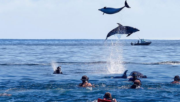 Dolphin Tour, North Goa