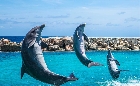 Best Dolphin Trip in Goa