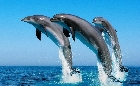 Top Dolphin Trip in Goa