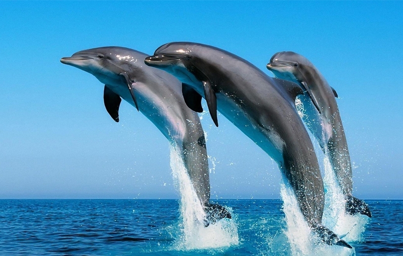 Top Dolphin Trip in Goa