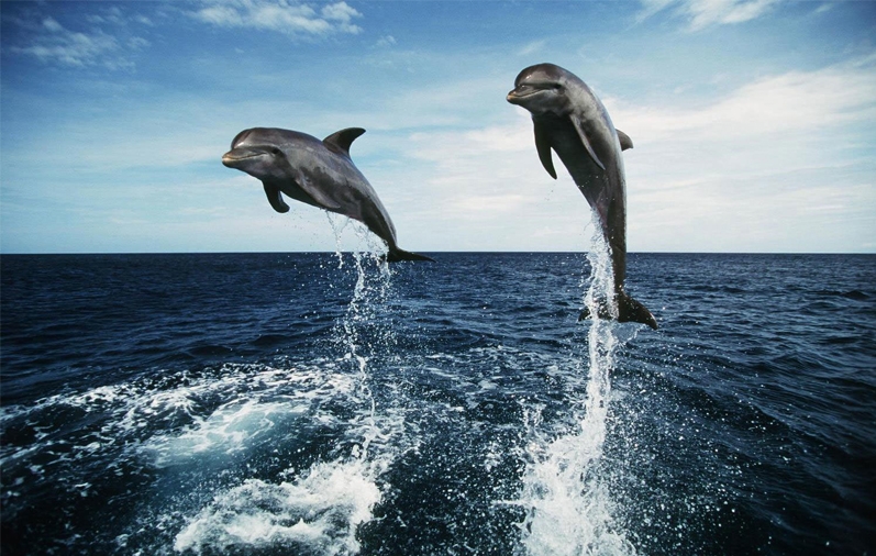 Adventures Dolphin Trip in Goa