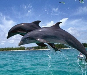 Dolphin Trip in Goa